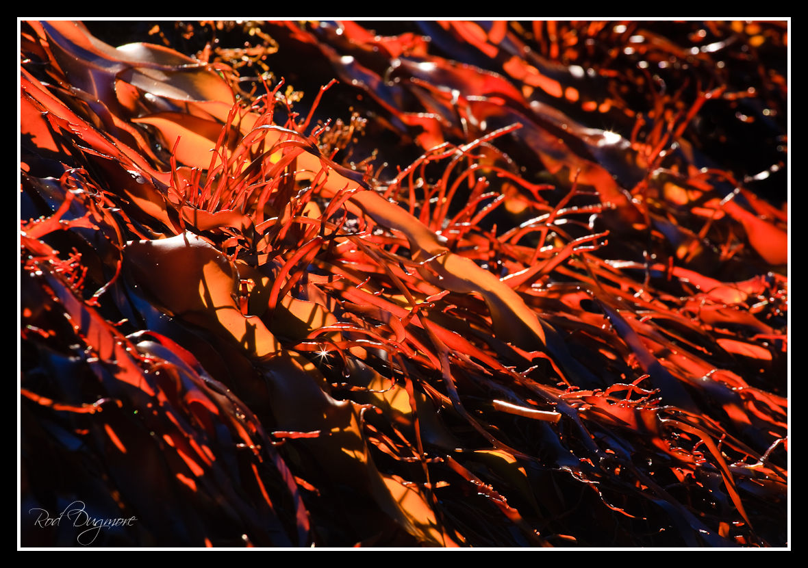 Flaming Seaweed 
