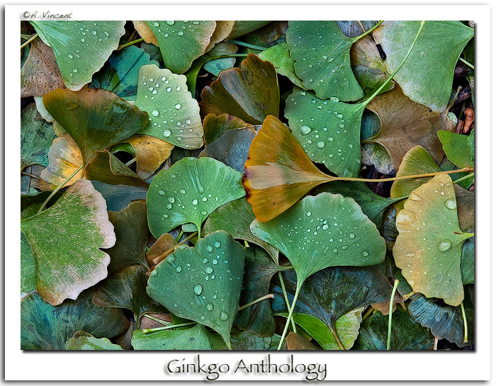 Ginkgo Anthology