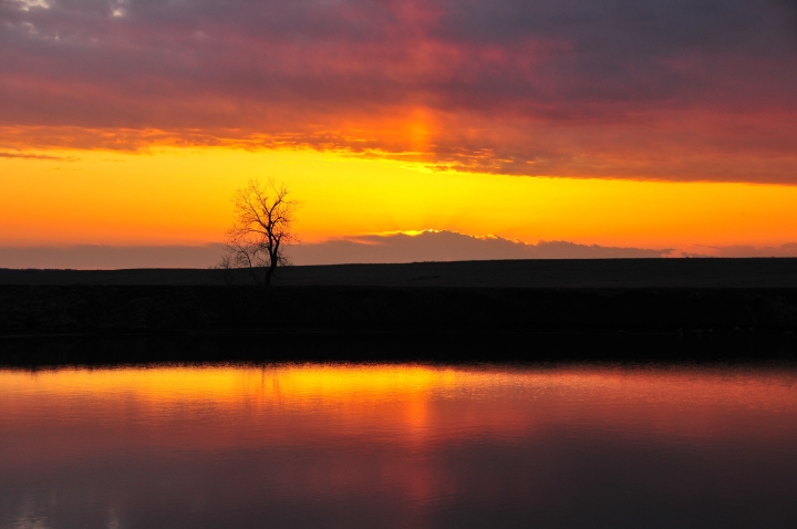Lonely Tree