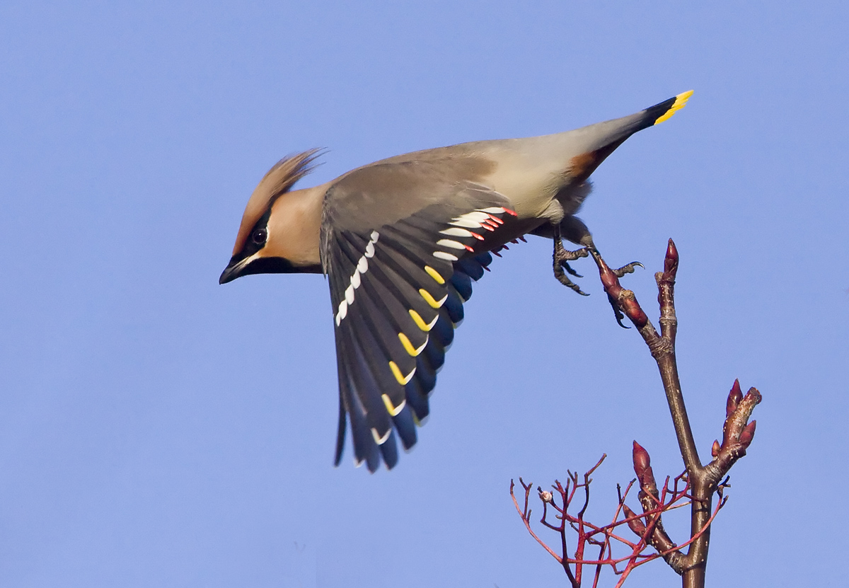 Bohemian Waxwing