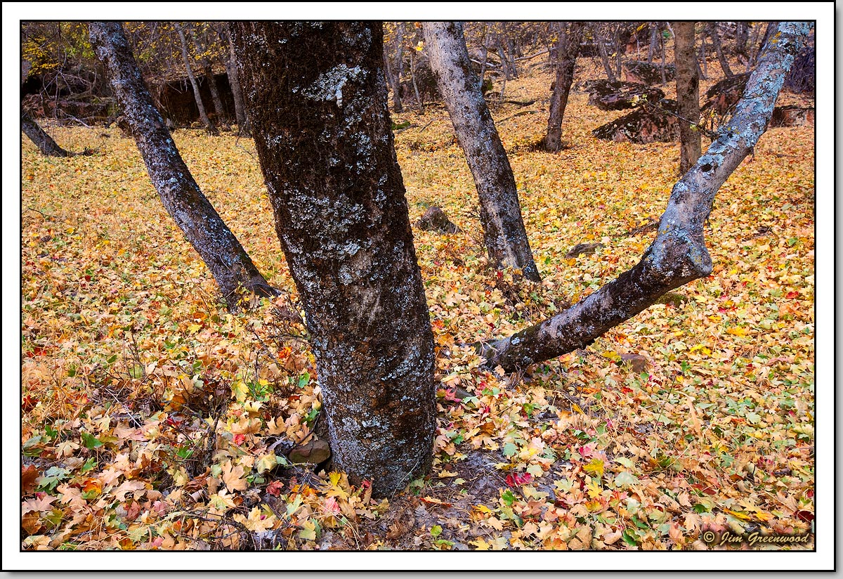 Autumn Memories