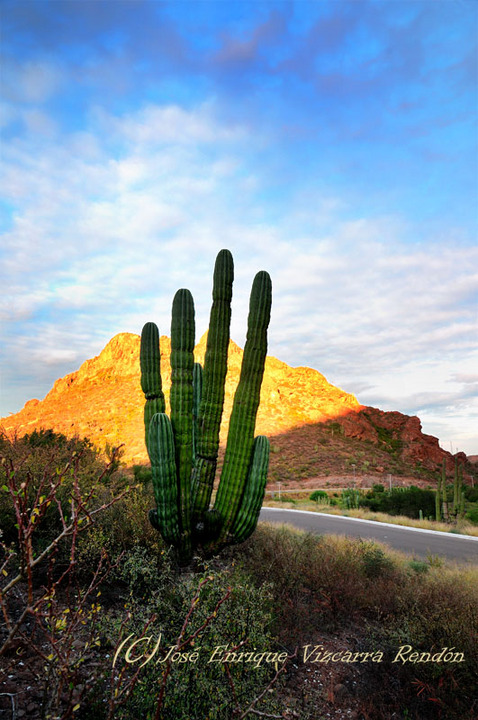 Desert picture