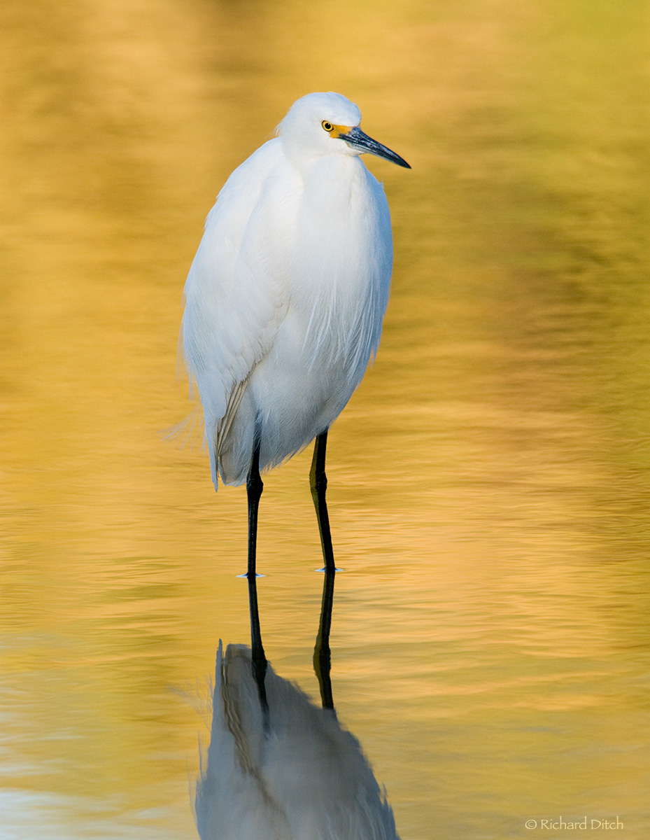 Snowy Egret