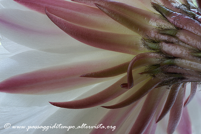 White cactus
