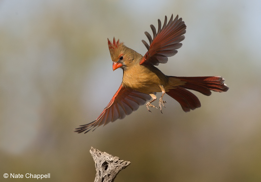 Female Cardinal Landing