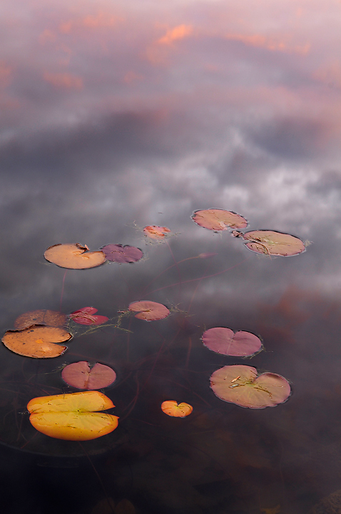 Soaring lily pads