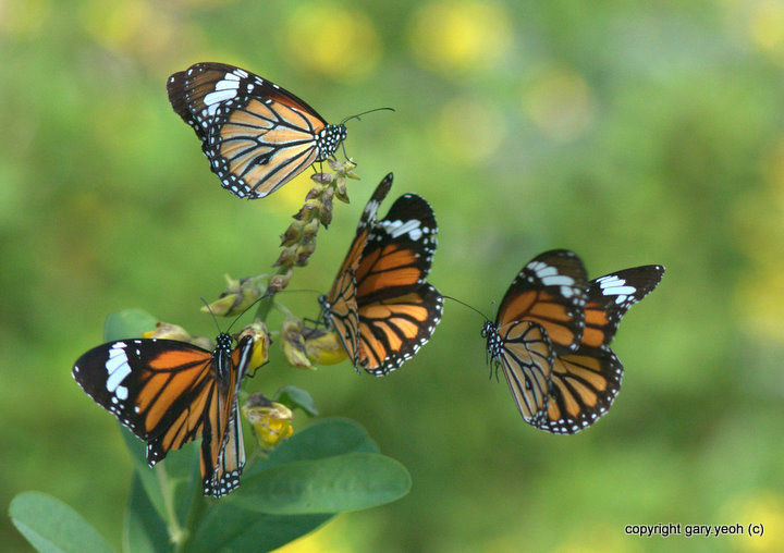 Monarch Party