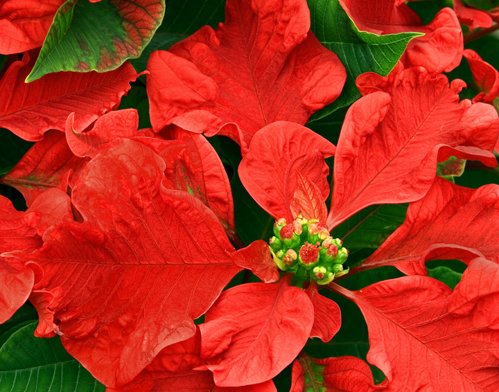 Pointsettia