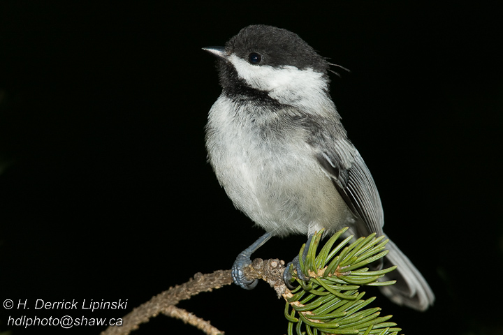 Black-capped Chickadee