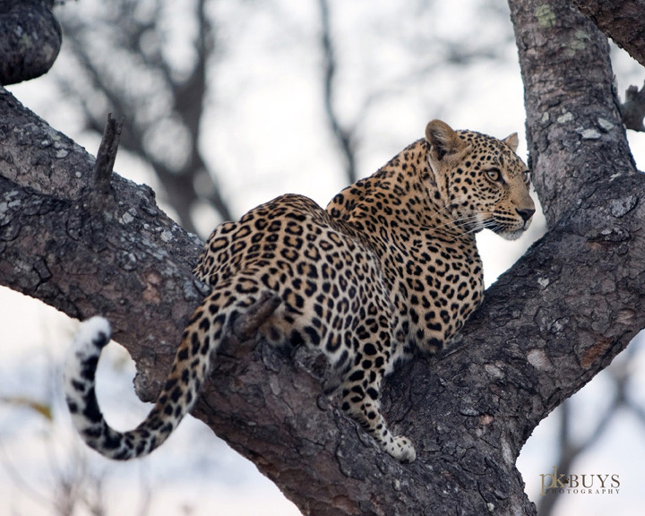 Leopard Lookout