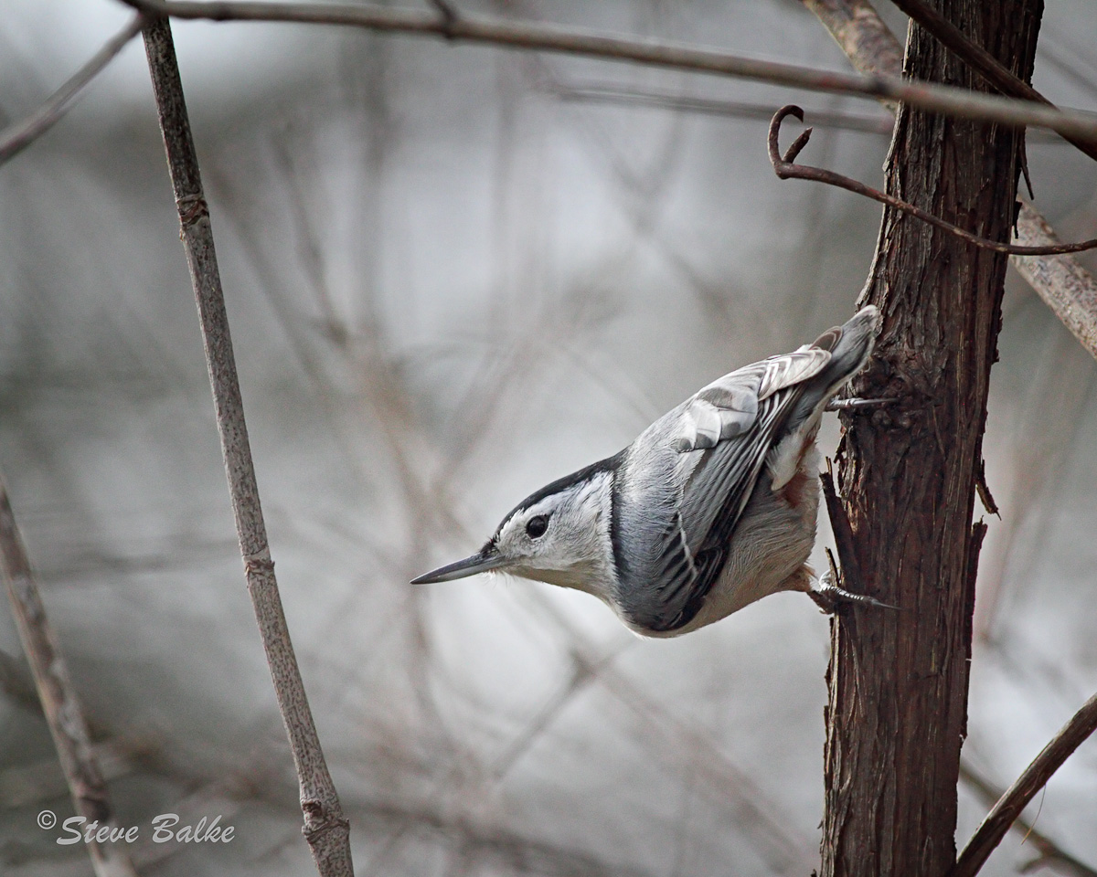 Nuthatch+Repost