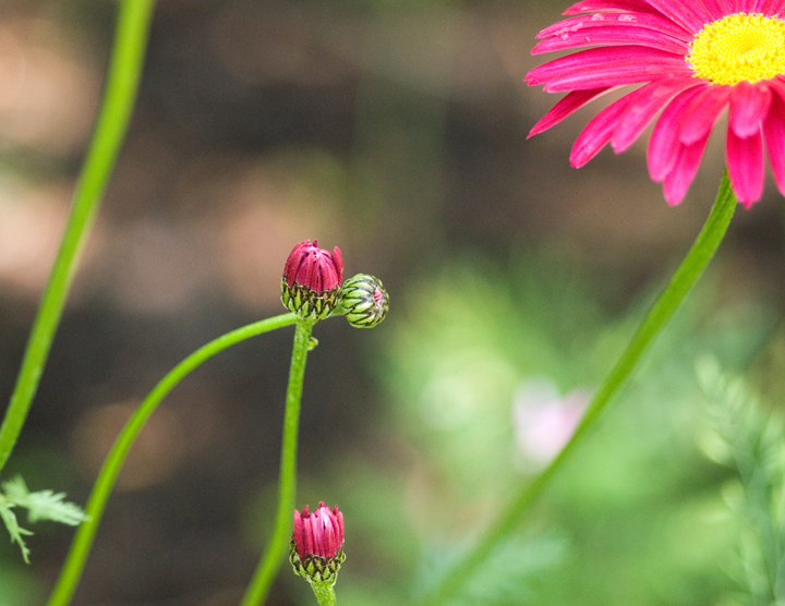 Buds to Flower