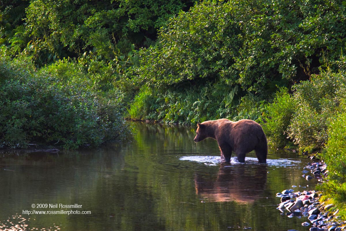 Bear reflection