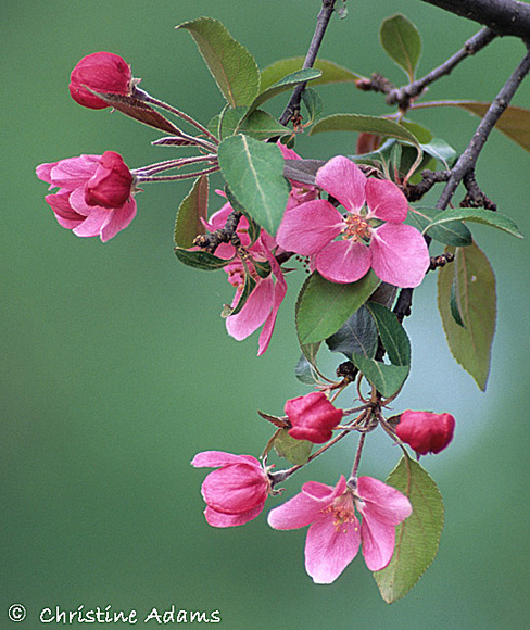 Theme~  Apple Blossoms