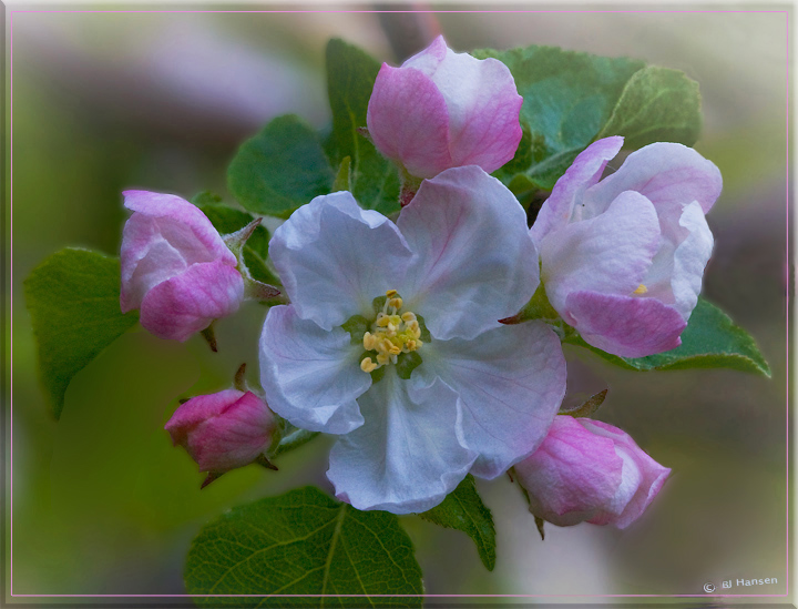 Theme - Apple Blossom De