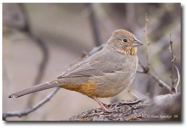 Canyon Towhee
