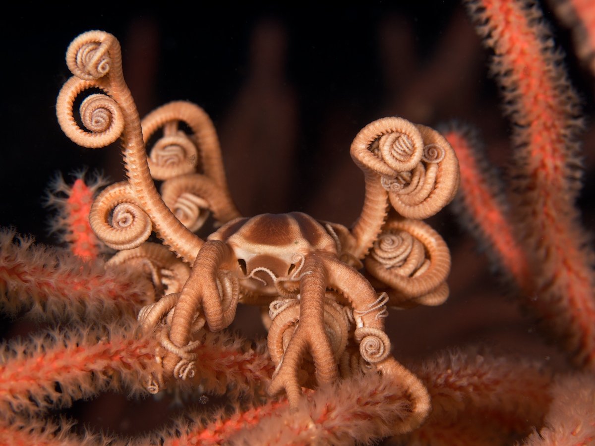 Basket Star on Gorgonian
