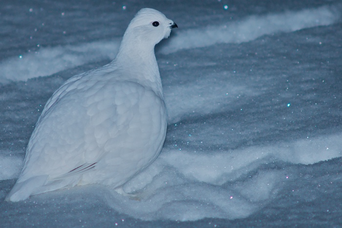 Ptarmigan