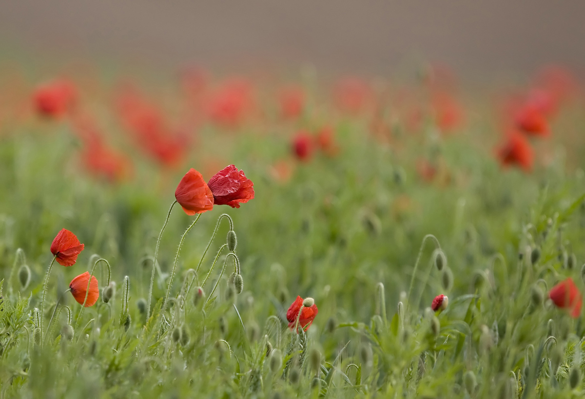 Poppies