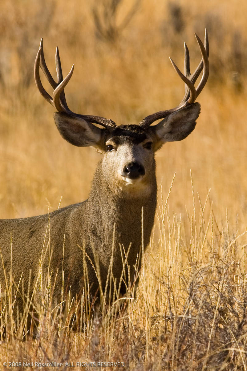 Backyard Buck