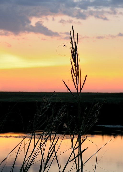 Spider Eye Seal Grass