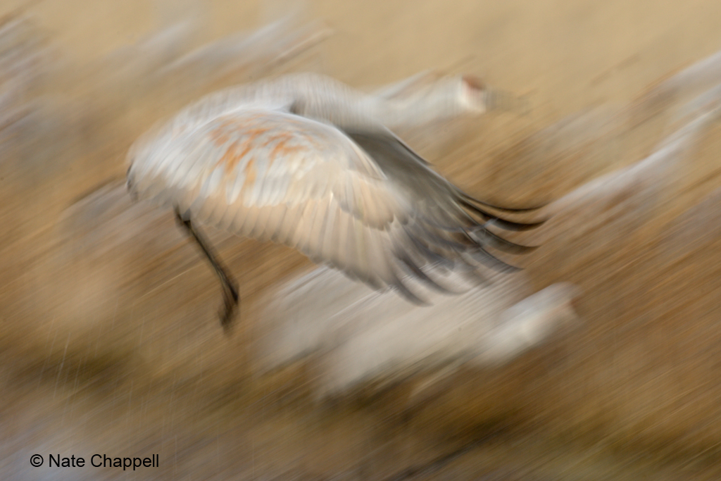 Sandhill Pan Blur