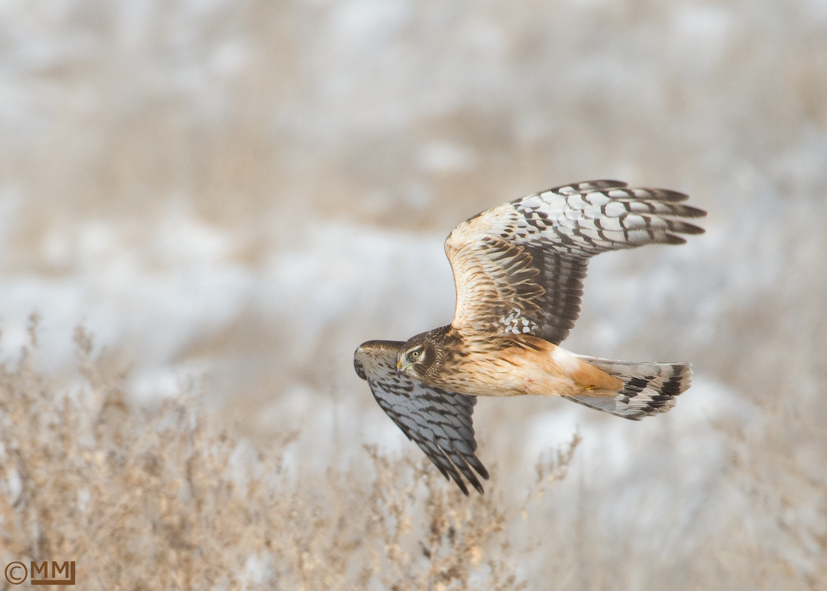 Northern Harrier