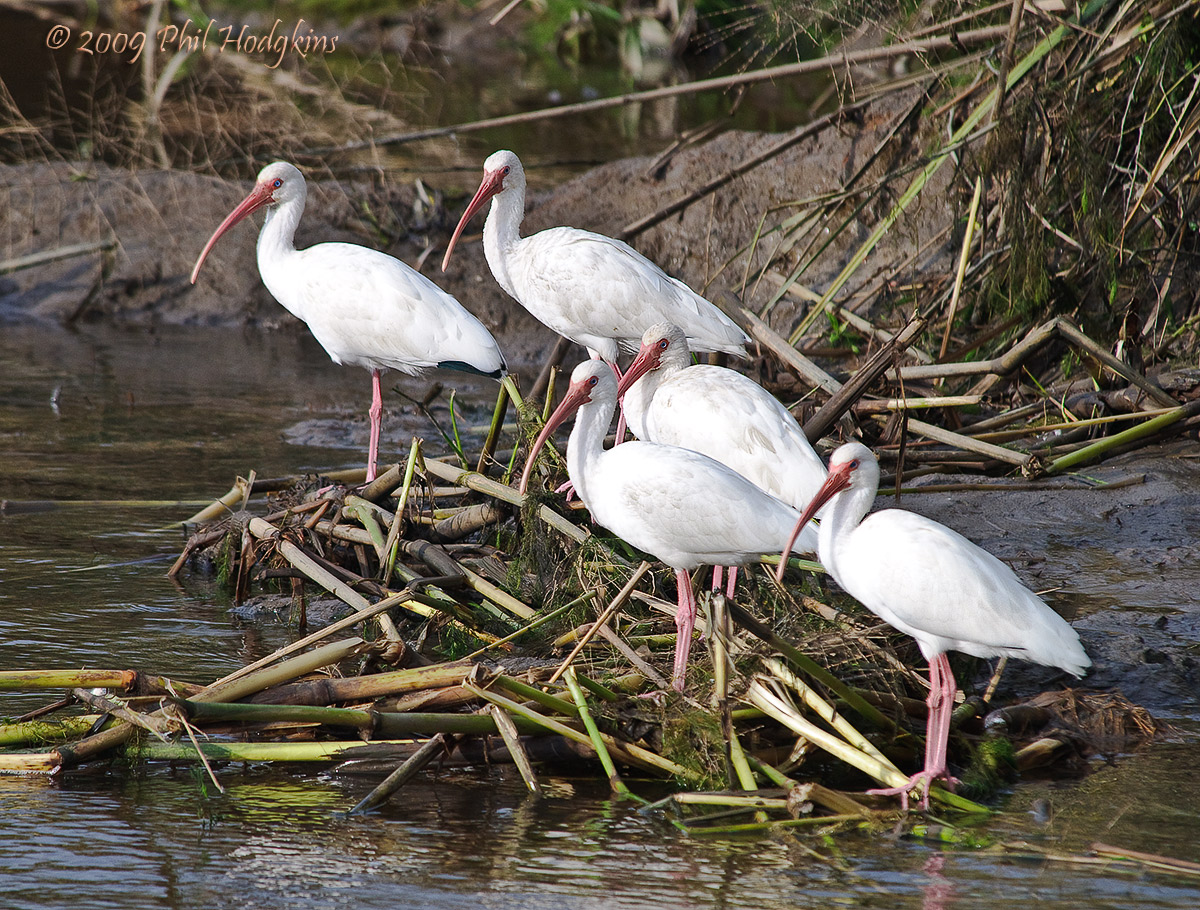 Ibis Family Portrait