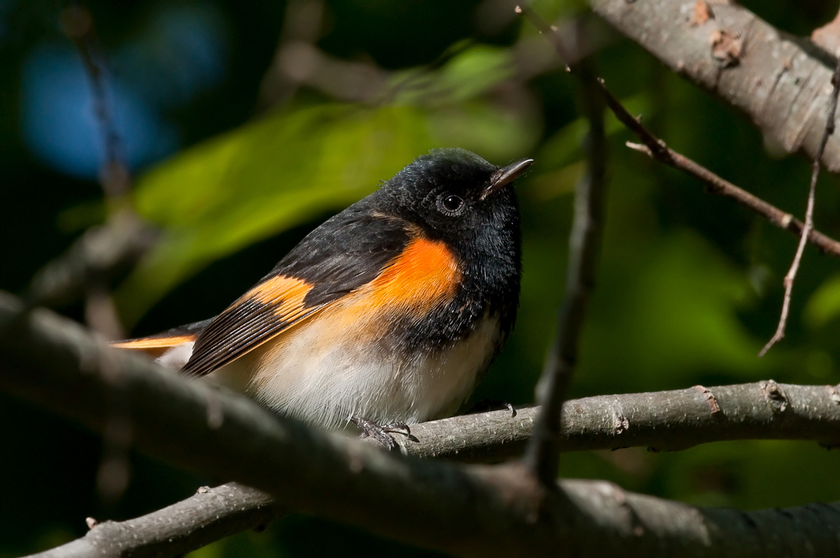 American Redstart