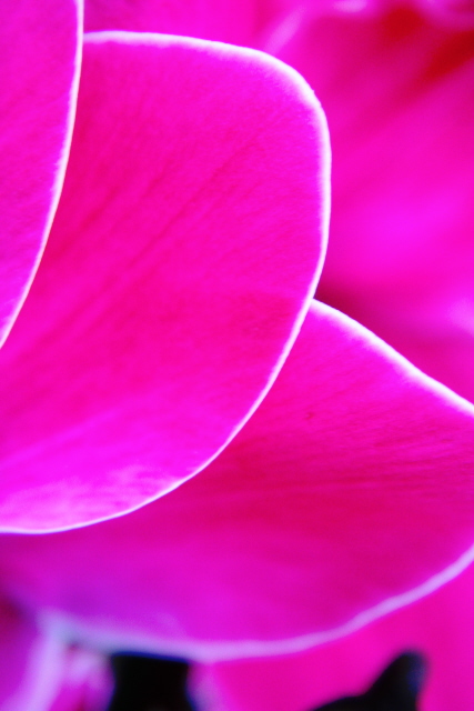 Cyclamen