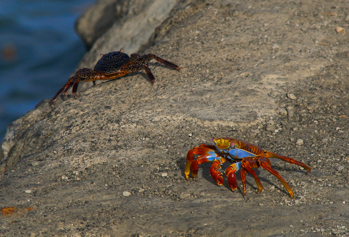 Sally Lightfoot Crabs