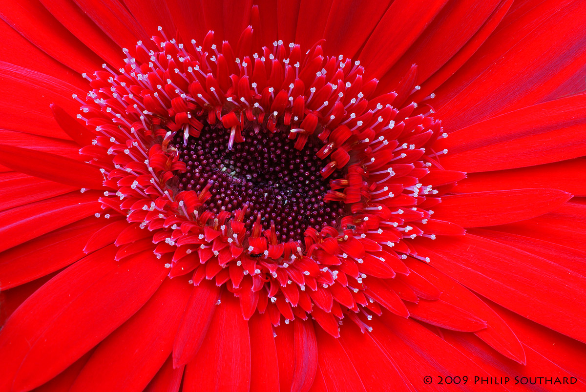 Theme - Gerbera
