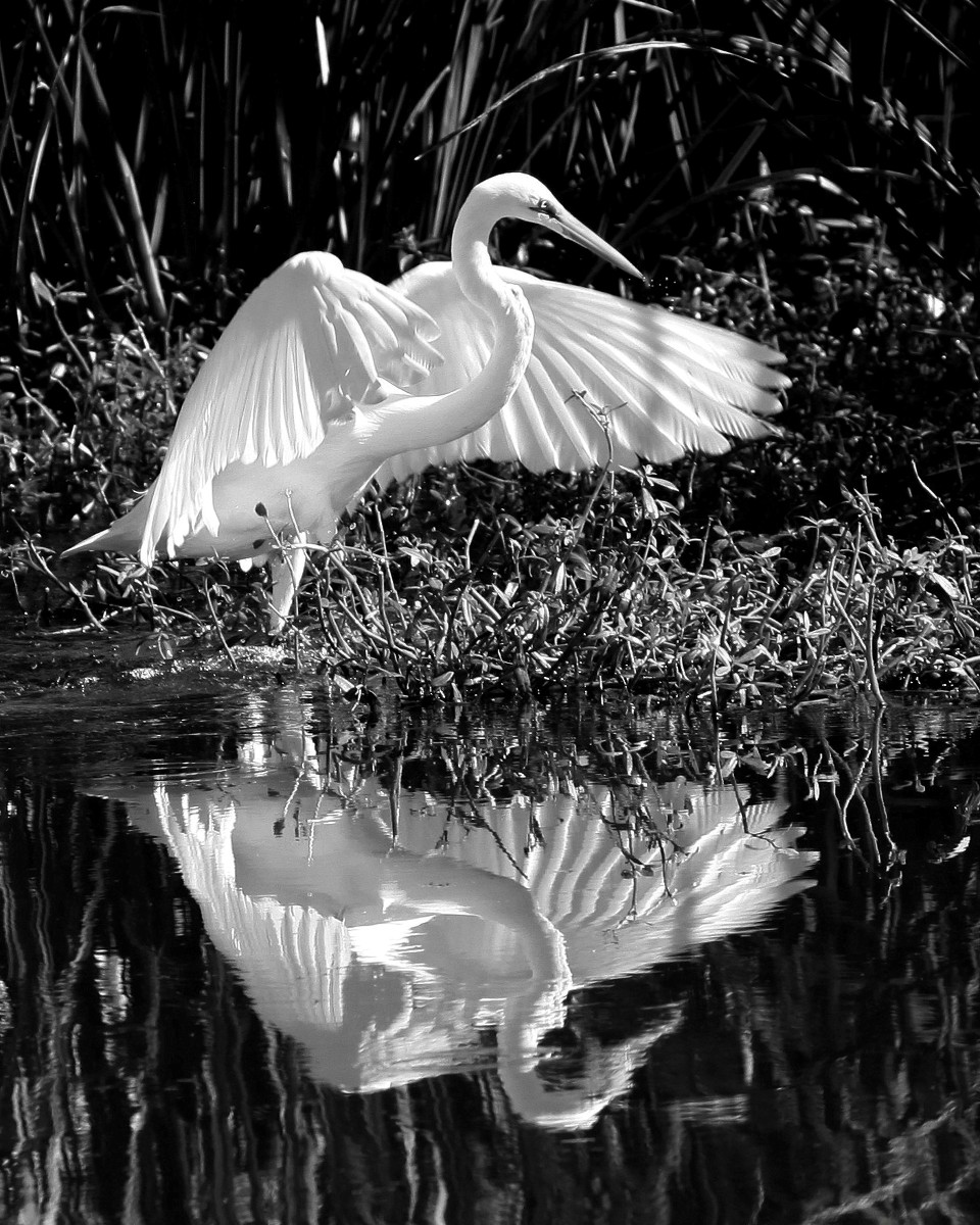 Reflections