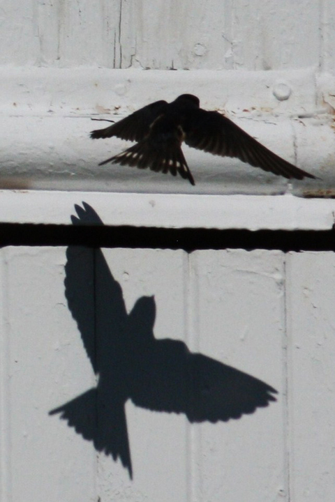 shadow hawk