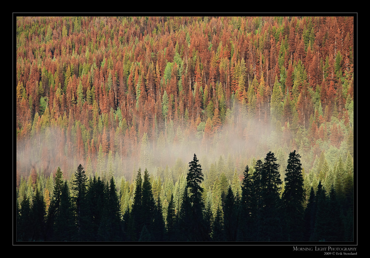 Trees of Change