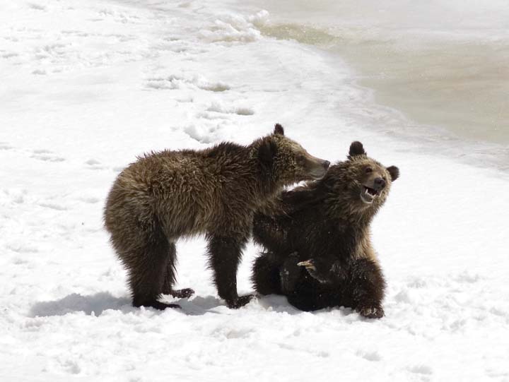 grizz play