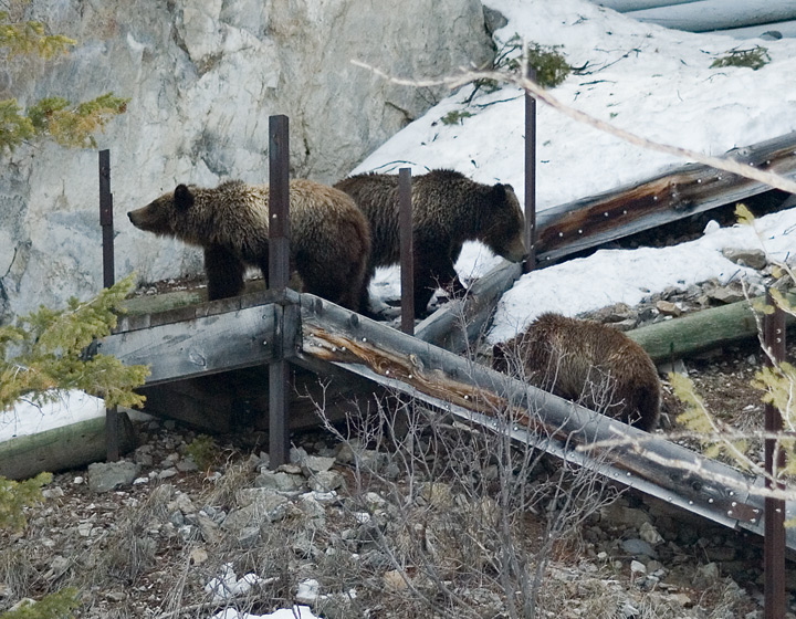 climbing grizz