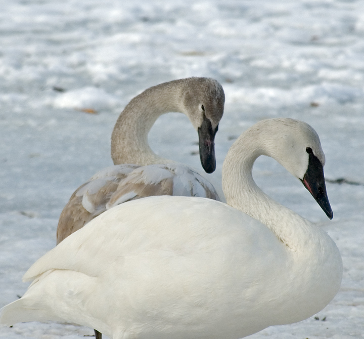 posing swans
