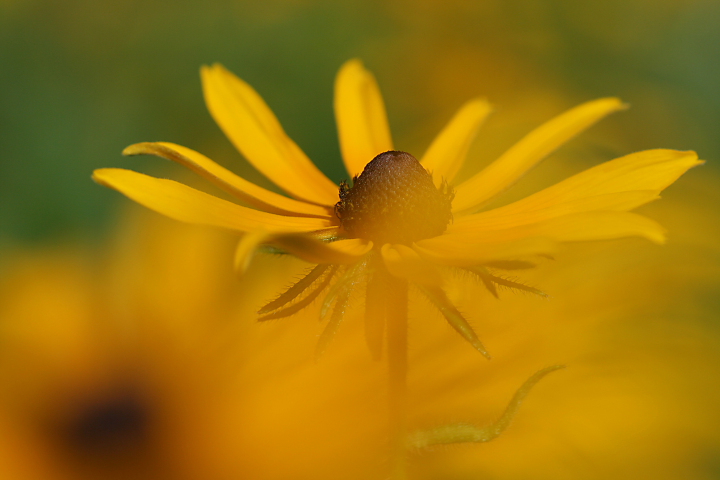 Black Eyed-Susan