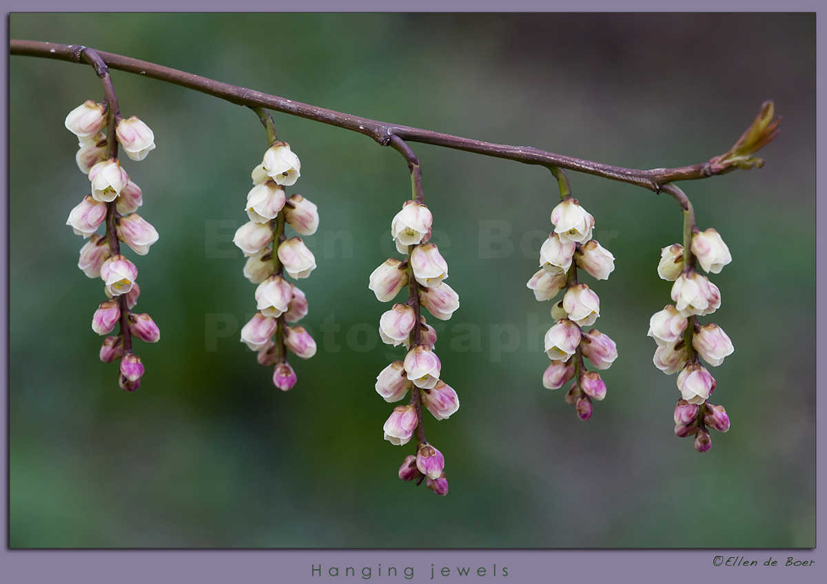 Hanging jewels...