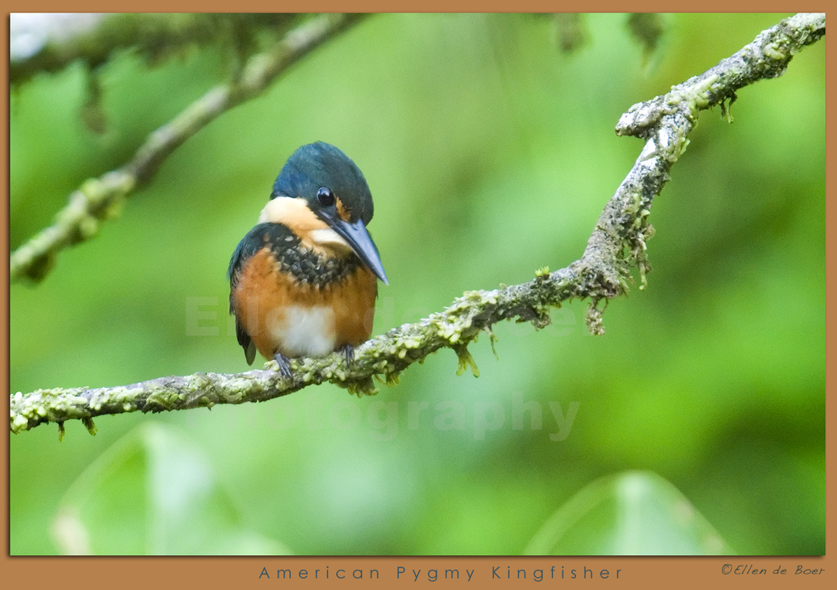 Pygmy Kingfisher