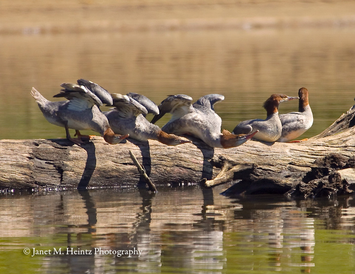 Common Mergansers