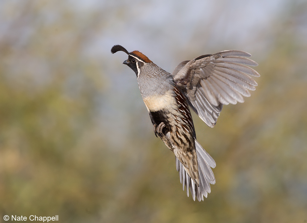 Gambel's Quail 