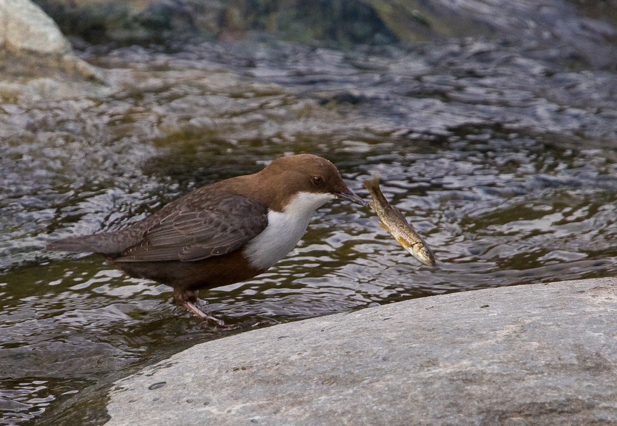 White Throated Dipper