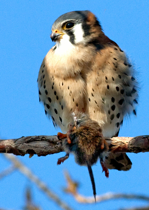 American Kestrel & Prey