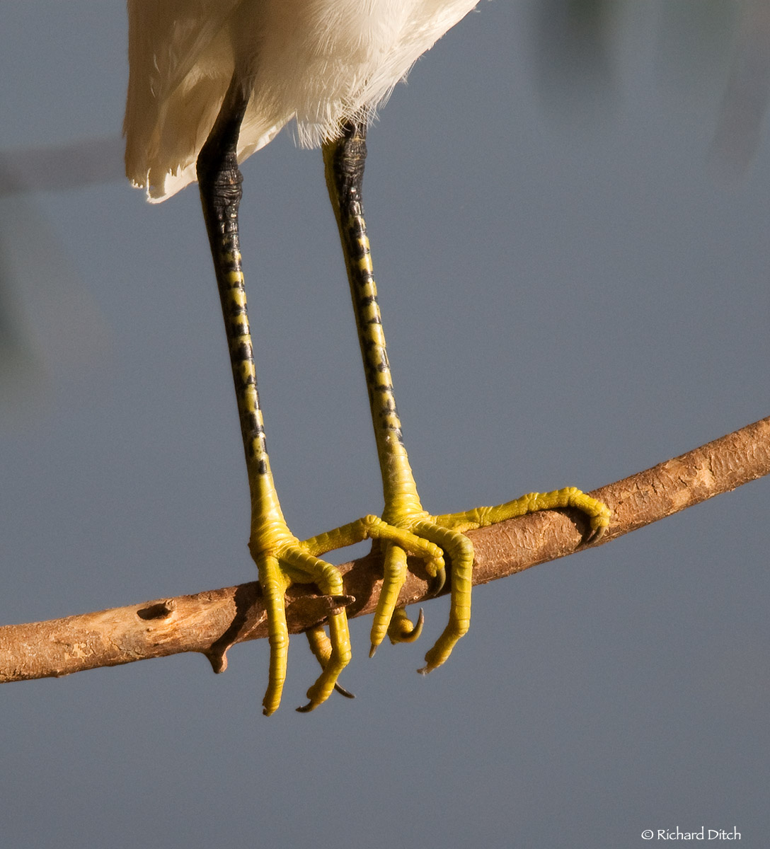 Snowy Egret