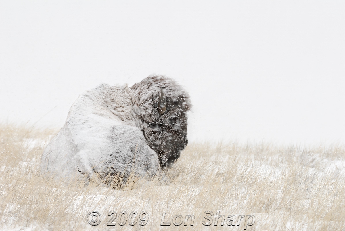 -4F Snow Storm Bison