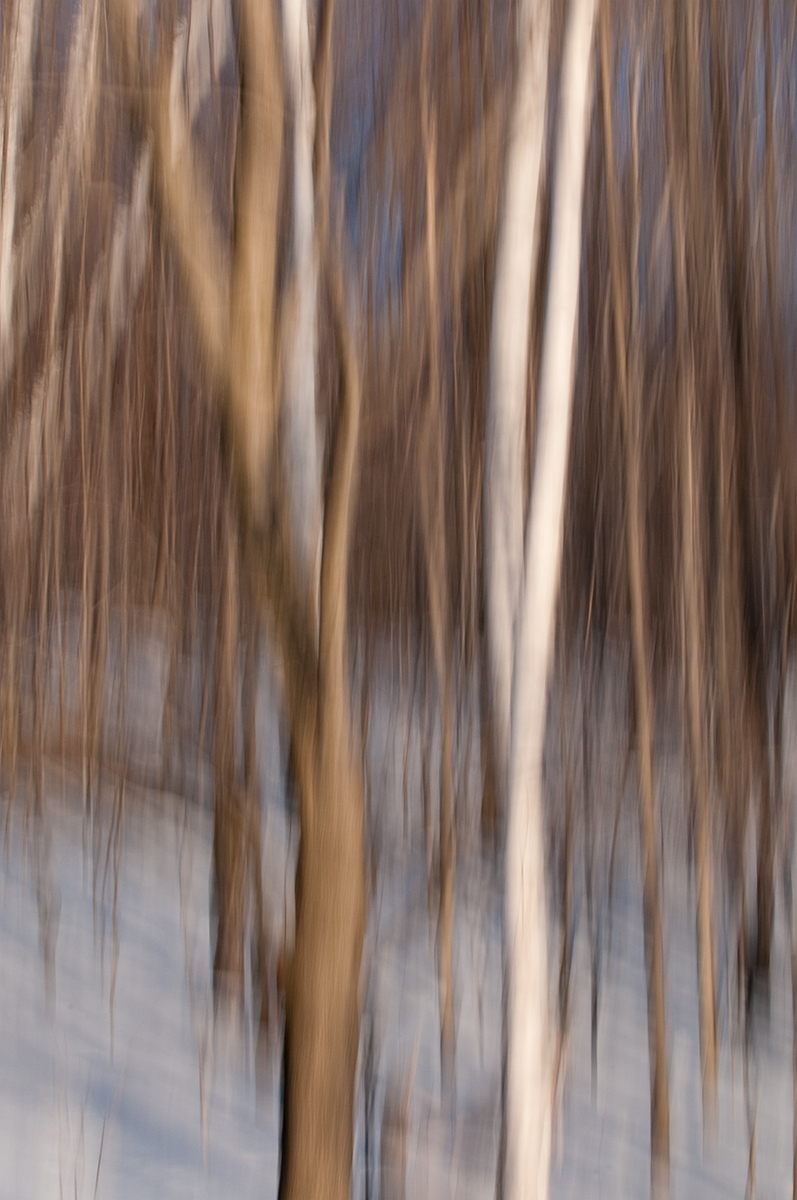 Birch on Blue