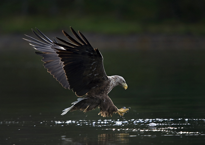 Euro sea eagle