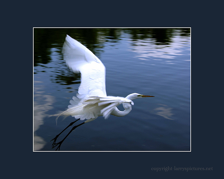 Egret in Flight